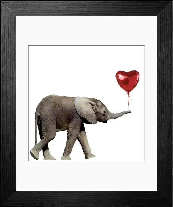 Framed Print : 13132260. African Elephant - calf carrying a red heart shaped balloon Date Framed Print : 13132260. African Elephant - calf carrying a red heart shaped balloon Date