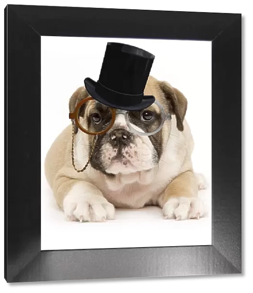 13132259. English Bulldog - puppy in studio wearing monocle and top hat glasses Date