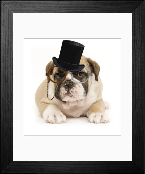 Framed Print : 13132259. English Bulldog - puppy in studio wearing monocle and top hat glasses Date Framed Print : 13132259. English Bulldog - puppy in studio wearing monocle and top hat glasses Date