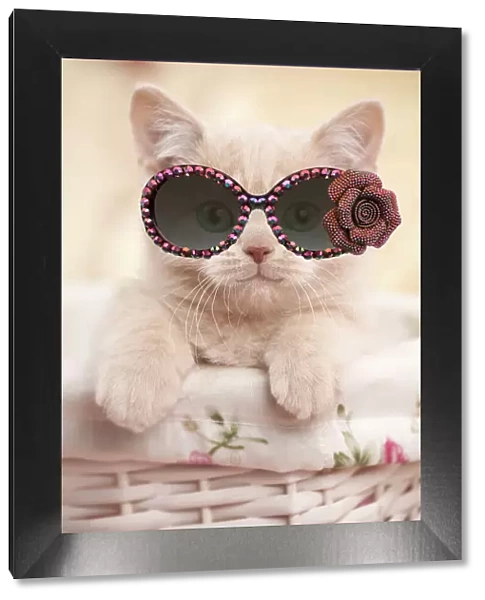 13132261. Cat - British shorthair kitten wearing sunglasses Date