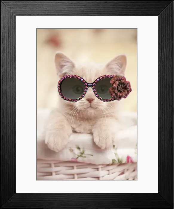 Framed Print : 13132261. Cat - British shorthair kitten wearing sunglasses Date Framed Print : 13132261. Cat - British shorthair kitten wearing sunglasses Date