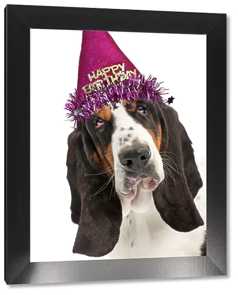 13132262. Dog - Basset Hound wearing a Happy Birthday hat Date