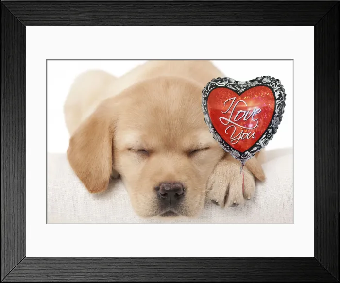 Framed Print : 13132263. Dog - Labrador puppy holding a heart shaped balloon Date Framed Print : 13132263. Dog - Labrador puppy holding a heart shaped balloon Date