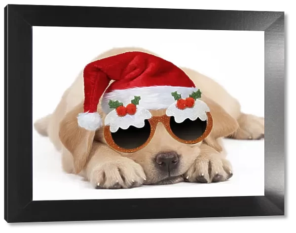 13132265. Dog - Labrador puppy wearing santa hat and Christmas pudding glasses Date