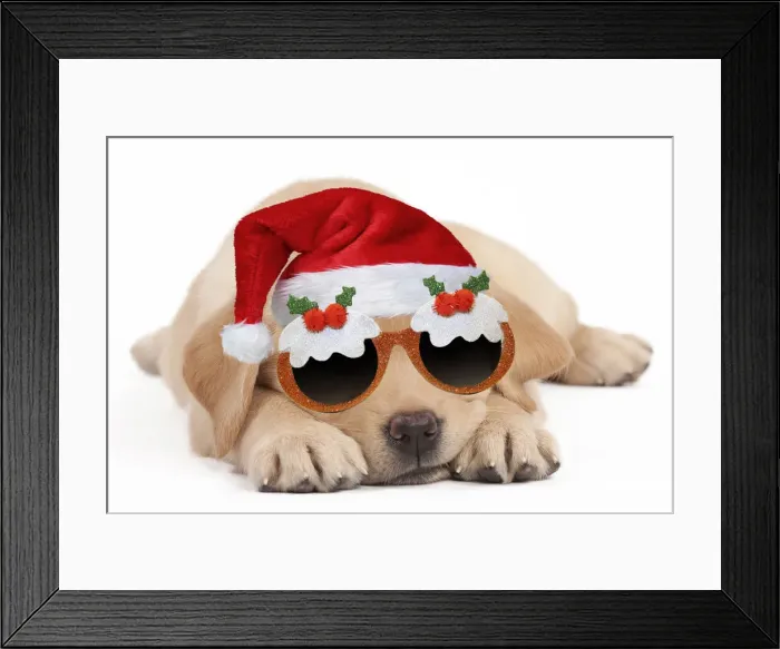 Framed Print : 13132265. Dog - Labrador puppy wearing santa hat and Christmas pudding glasses Date Framed Print : 13132265. Dog - Labrador puppy wearing santa hat and Christmas pudding glasses Date