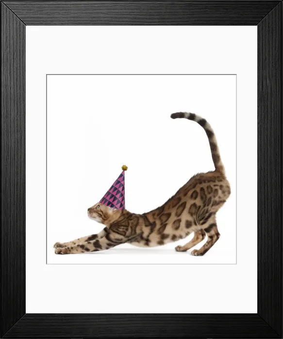 Framed Print : 13132266. Cat - Bengal stretching and wearing a party hat Date Framed Print : 13132266. Cat - Bengal stretching and wearing a party hat Date