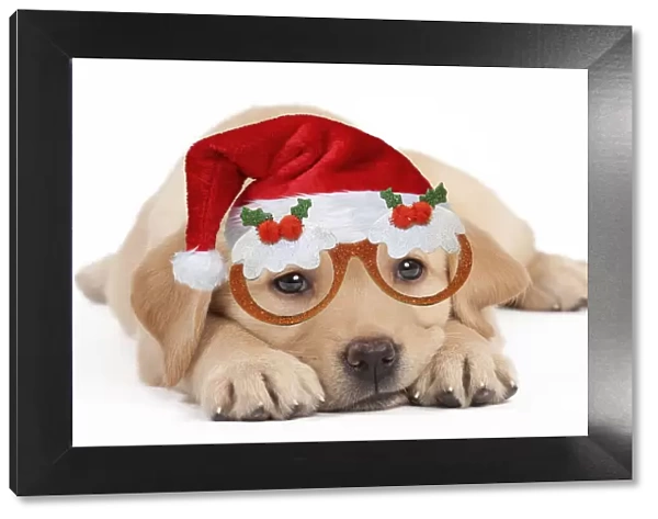 13132264. Dog - Labrador puppy wearing Santa hat and Christmas pudding glasses Date