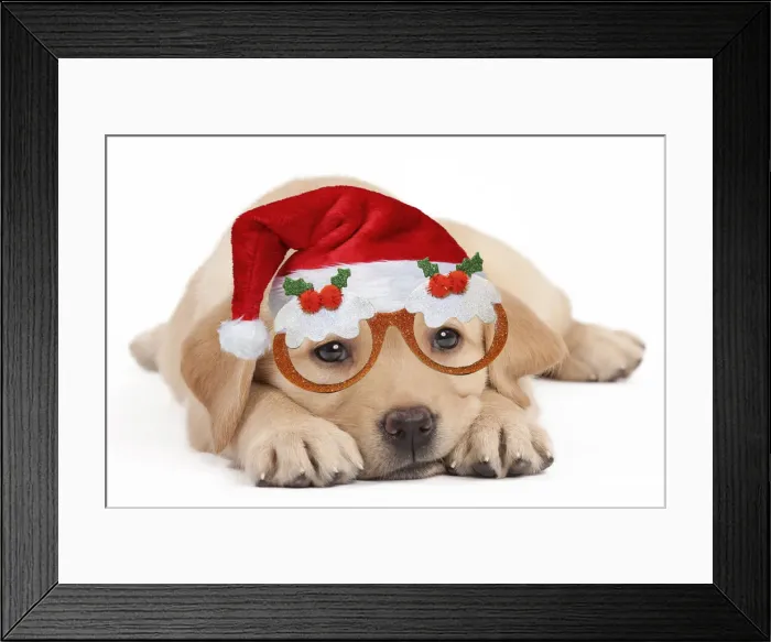 Framed Print : 13132264. Dog - Labrador puppy wearing Santa hat and Christmas pudding glasses Date Framed Print : 13132264. Dog - Labrador puppy wearing Santa hat and Christmas pudding glasses Date