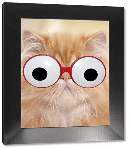 13132267. Cat - Red Tabby Persian kitten wearing googly eye glasses Date