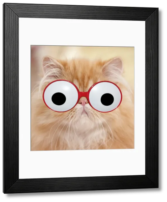 Framed Print : 13132267. Cat - Red Tabby Persian kitten wearing googly eye glasses Date Framed Print : 13132267. Cat - Red Tabby Persian kitten wearing googly eye glasses Date