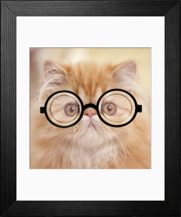 Framed Print : 13132268. Cat - Red Tabby Persian kitten wearing glasses Date Framed Print : 13132268. Cat - Red Tabby Persian kitten wearing glasses Date