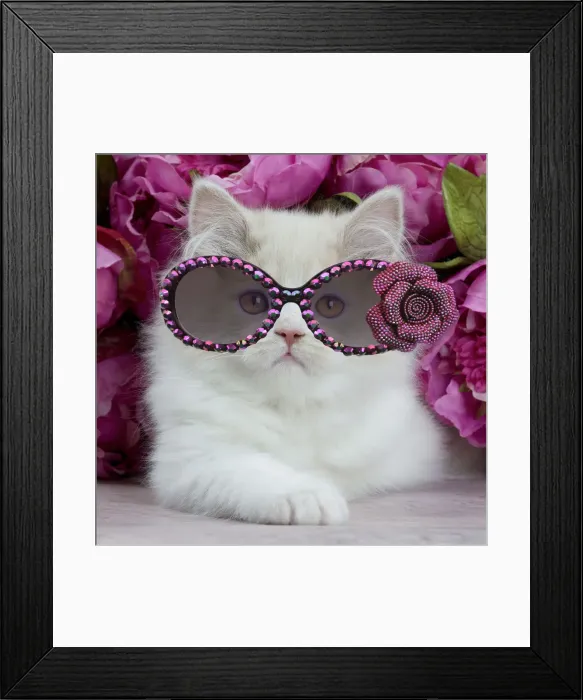 Framed Print : 13132269. Cat