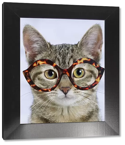 13132271. Domestic Cat - 6 month old kitten wearing tortoiseshell glasses Date