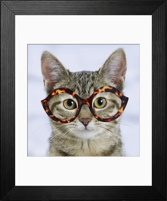 Framed Print : 13132271. Domestic Cat - 6 month old kitten wearing tortoiseshell glasses Date Framed Print : 13132271. Domestic Cat - 6 month old kitten wearing tortoiseshell glasses Date