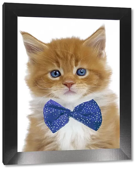 13132270. Cat - Maine Coon - 6 week old kitten wearing a blue bow tie Date