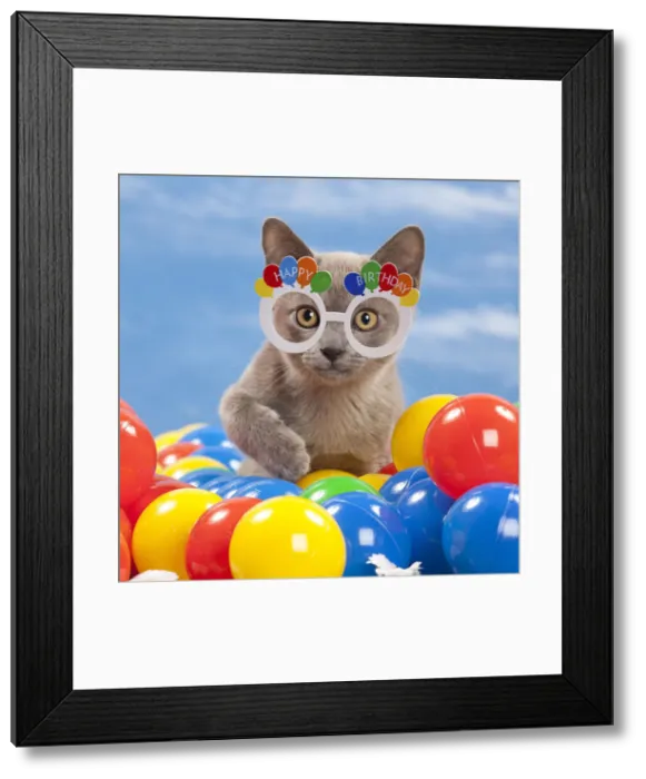 Framed Print : 13132273. Cat - Burmese Blue - 3 month old kitten playing with coloured balls Date Framed Print : 13132273. Cat - Burmese Blue - 3 month old kitten playing with coloured balls Date