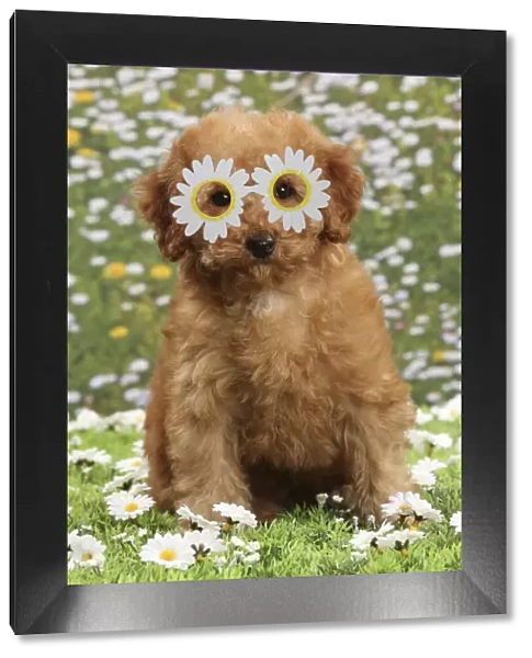 13132274. Dog - Apricot Miniature Poodle wearing, daisy glasses Date