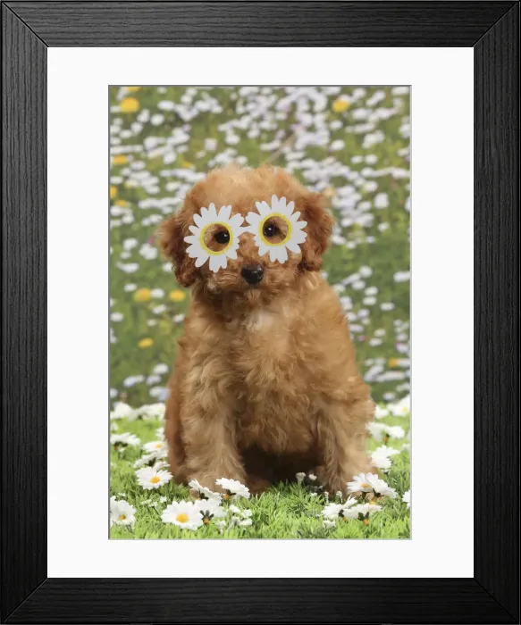 Framed Print : 13132274. Dog - Apricot Miniature Poodle wearing, daisy glasses Date Framed Print : 13132274. Dog - Apricot Miniature Poodle wearing, daisy glasses Date