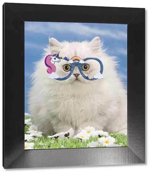 13132276. Cat - Black silver shaded Persian kitten wearing unicorn glasses Date