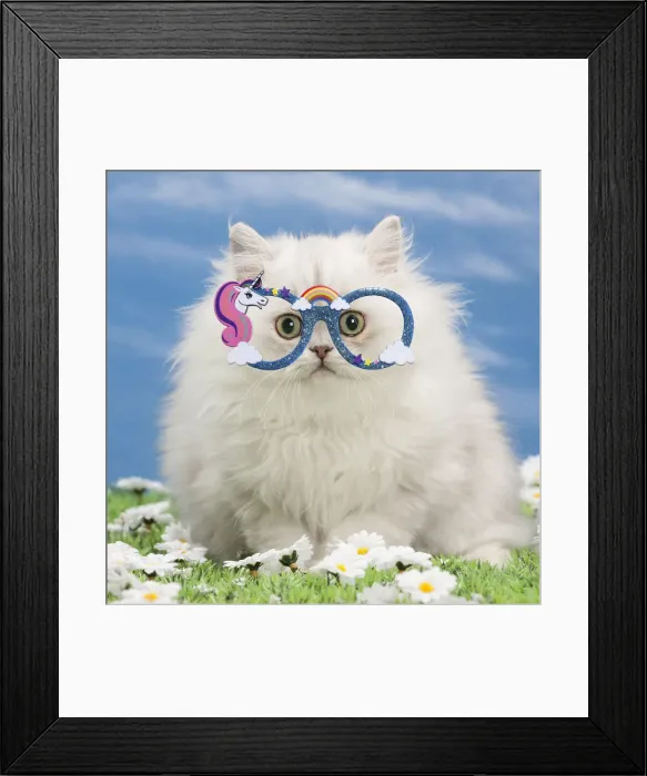 Framed Print : 13132276. Cat - Black silver shaded Persian kitten wearing unicorn glasses Date