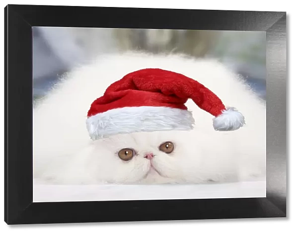 13132277. Cat - White persian wearing a Christmas hat Date