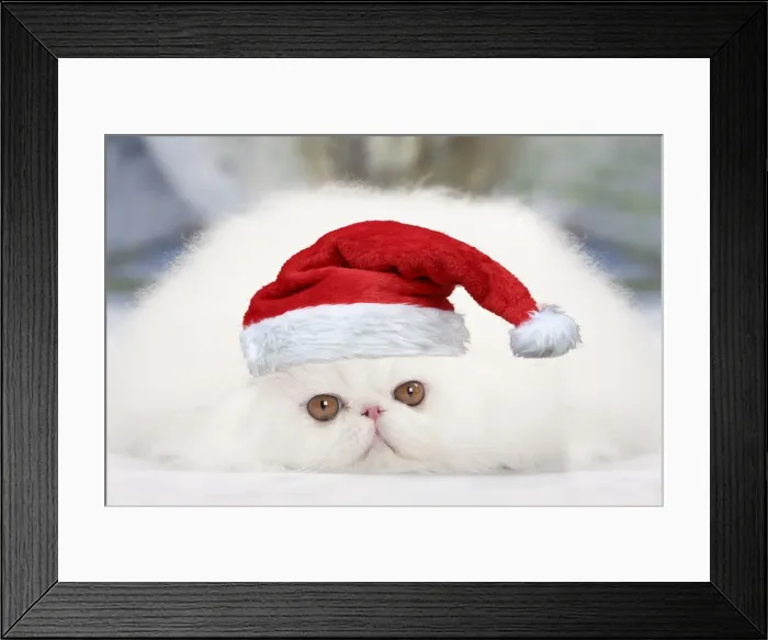 Framed Print : 13132277. Cat - White persian wearing a Christmas hat Date Framed Print : 13132277. Cat - White persian wearing a Christmas hat Date