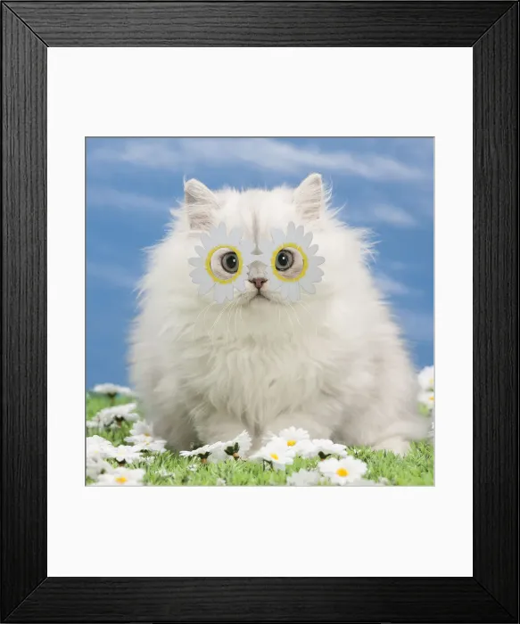Framed Print : 13132275. Cat - Black silver shaded Persian kitten wearing daisy flower glasses Date Framed Print : 13132275. Cat - Black silver shaded Persian kitten wearing daisy flower glasses Date