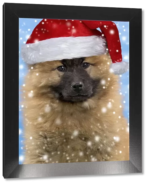 13132278. Dog - Eurasier puppy wearing a Christmas hat Date