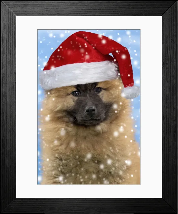 Framed Print : 13132278. Dog - Eurasier puppy wearing a Christmas hat Date Framed Print : 13132278. Dog - Eurasier puppy wearing a Christmas hat Date