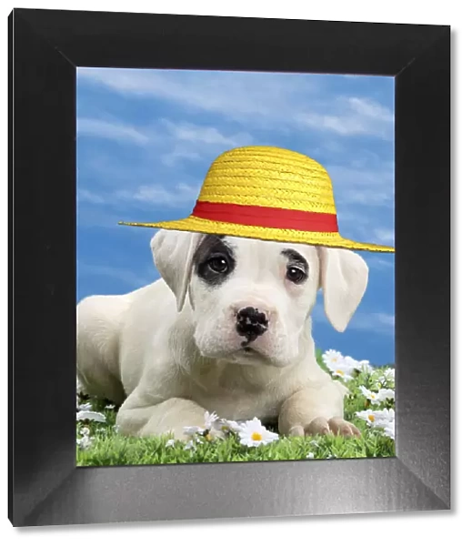13132279. Dog - Dogo Argentino - puppy 10 weeks wearing a yellow straw hat Date