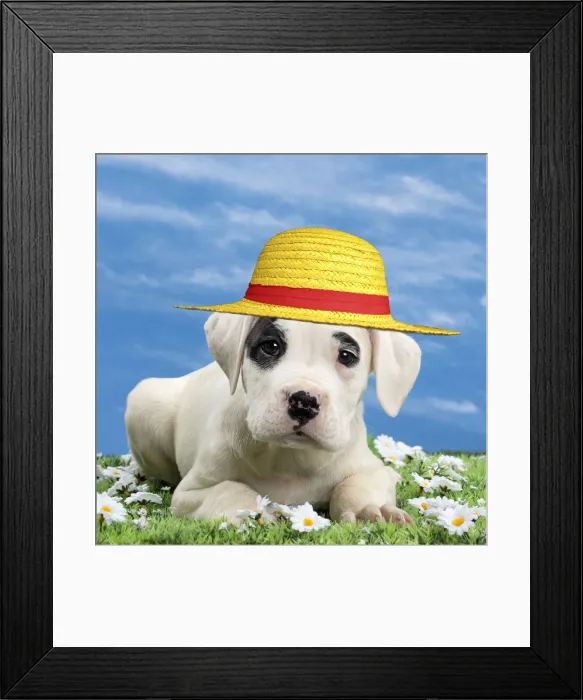 Framed Print : 13132279. Dog - Dogo Argentino - puppy 10 weeks wearing a yellow straw hat Date Framed Print : 13132279. Dog - Dogo Argentino - puppy 10 weeks wearing a yellow straw hat Date
