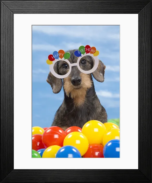 Framed Print : 13132280. Dog Framed Print : 13132280. Dog