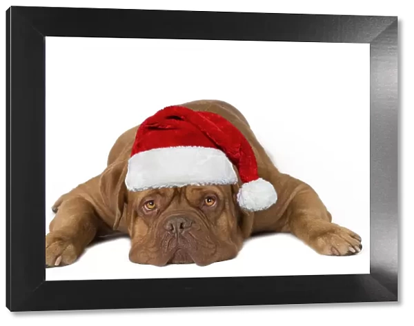 13132281. Dog - Dogue de Bordeaux lying down with Christmas hat Date