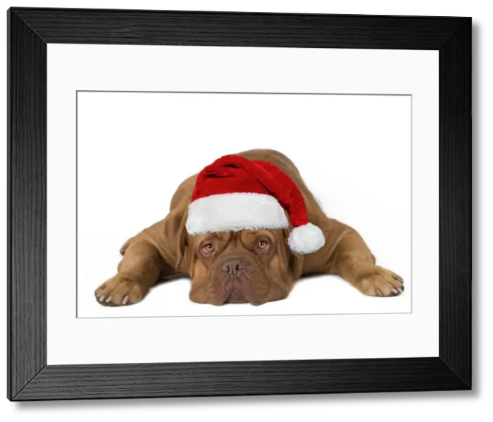 Framed Print : 13132281. Dog - Dogue de Bordeaux lying down with Christmas hat Date Framed Print : 13132281. Dog - Dogue de Bordeaux lying down with Christmas hat Date