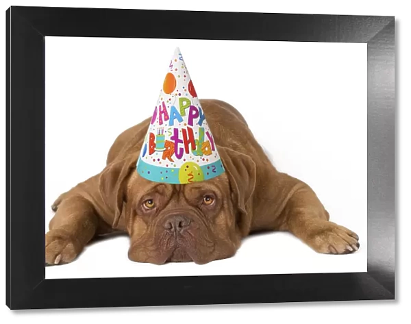 13132282. Dog - Dogue de Bordeaux wearing a Happy Birthday hat Date