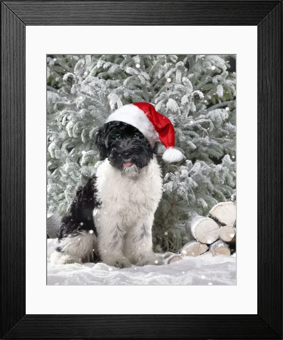Framed Print : 13132283. Dog - Schapendoes puppy Date Framed Print : 13132283. Dog - Schapendoes puppy Date