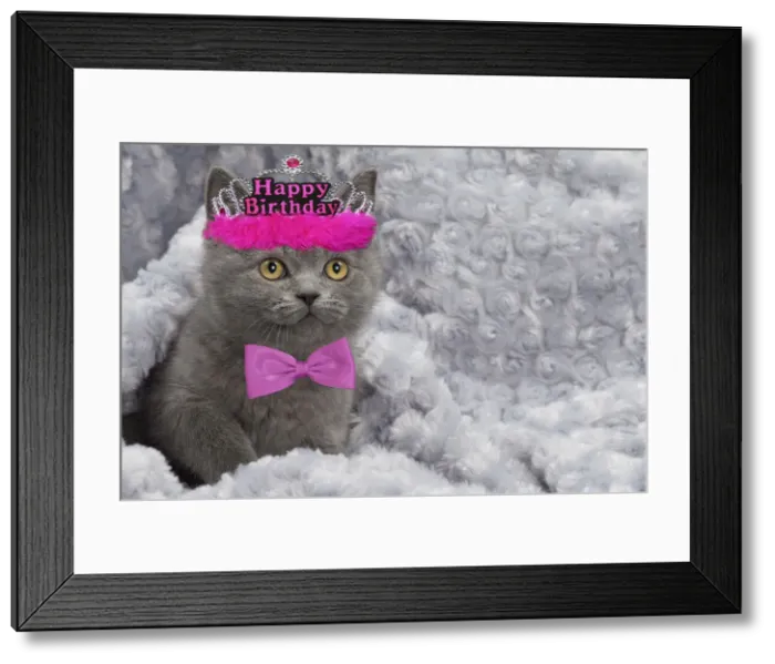 Framed Print : 13132284. Cat - British Blue Shorthair kitten - in blanket Date Framed Print : 13132284. Cat - British Blue Shorthair kitten - in blanket Date