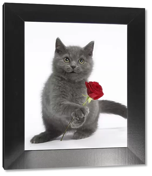 13132286. Cat - British Shorthair Blue kitten holding red rose Date