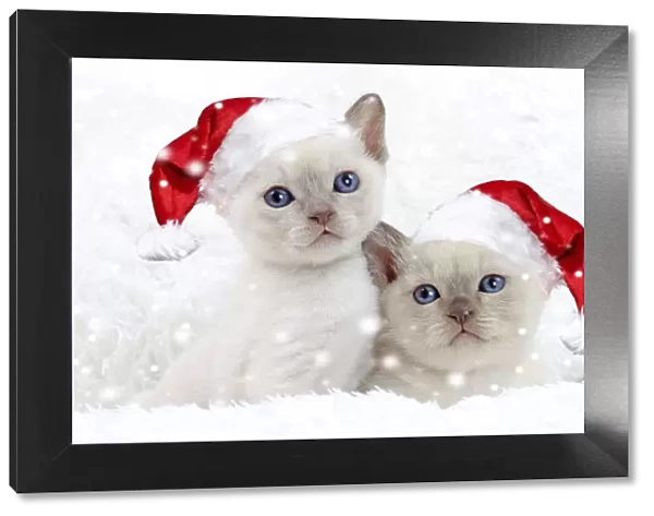 13132287. Cat - Tonkinese kittens wearing Christmas hats in snow Date