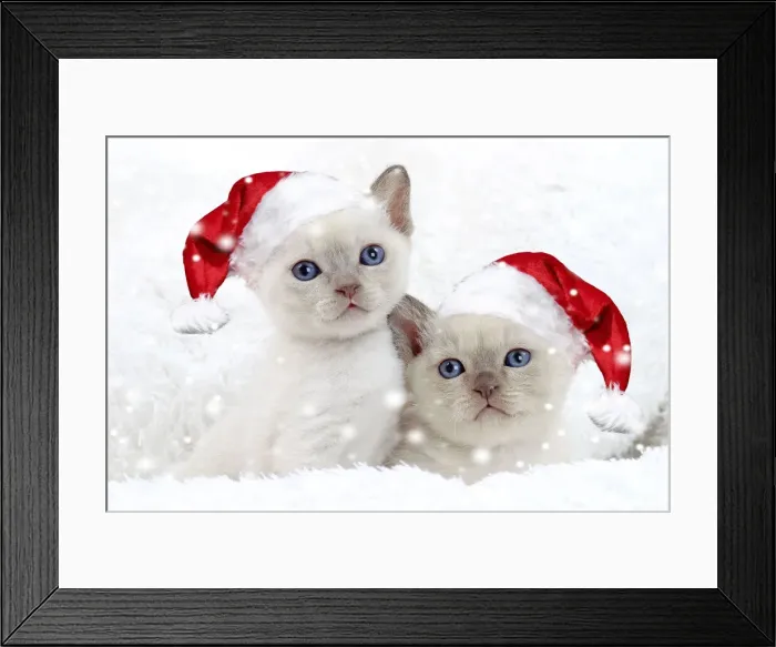 Framed Print : 13132287. Cat - Tonkinese kittens wearing Christmas hats in snow Date