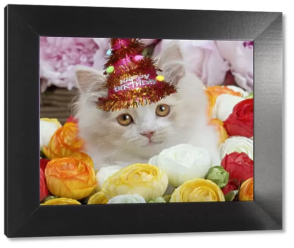 13132288. Cat - British Longhair kitten amongst flowers wearing, Birthday party hat Date