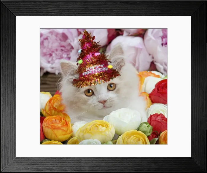 Framed Print : 13132288. Cat - British Longhair kitten amongst flowers wearing, Birthday party hat Date Framed Print : 13132288. Cat - British Longhair kitten amongst flowers wearing, Birthday party hat Date