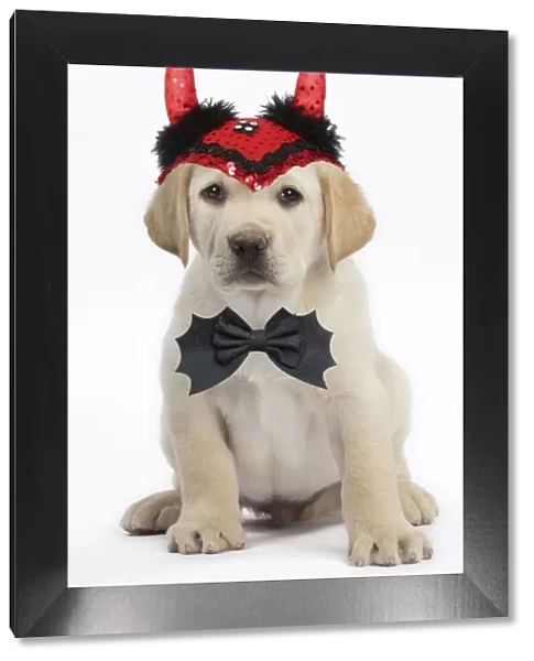 13132285. Dog - Labrador puppy wearing Halloween devil horns Date