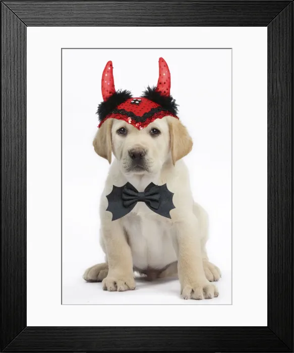 Framed Print : 13132285. Dog - Labrador puppy wearing Halloween devil horns Date Framed Print : 13132285. Dog - Labrador puppy wearing Halloween devil horns Date