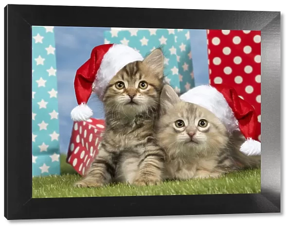 13132290. Cat - Siberian - 8 week old kittens with party bags wearing Christmas hats Date
