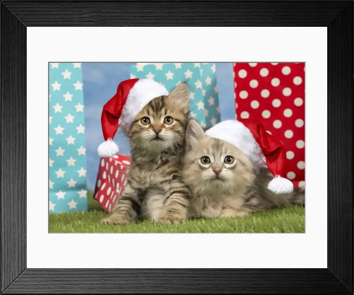 Framed Print : 13132290. Cat - Siberian - 8 week old kittens with party bags wearing Christmas hats Date