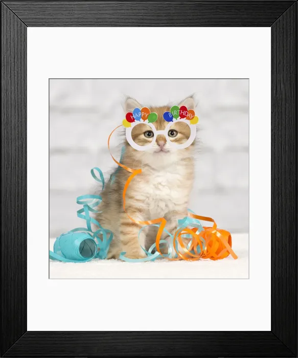 Framed Print : 13132292. Cat - Siberian kitten - playing with decoration tape Date Framed Print : 13132292. Cat - Siberian kitten - playing with decoration tape Date