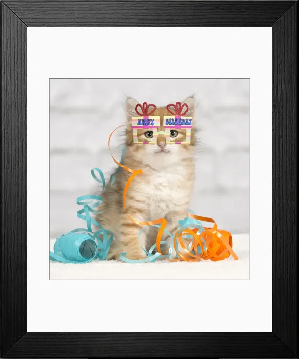 Framed Print : 13132291. Cat - Siberian kitten - playing with decoration tape Framed Print : 13132291. Cat - Siberian kitten - playing with decoration tape