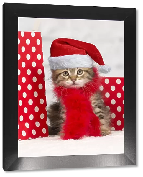 13132293. Cat - Siberian kitten - with scarf and gift bags Date