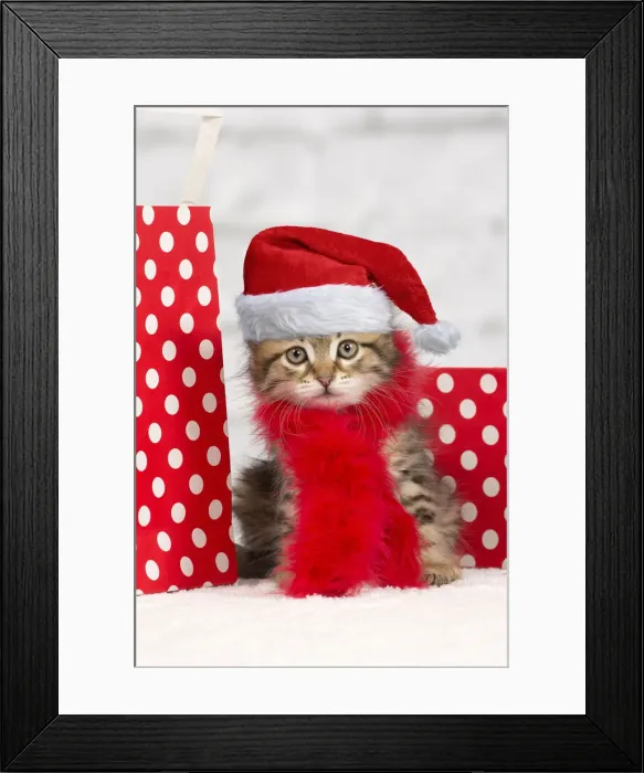 Framed Print : 13132293. Cat - Siberian kitten - with scarf and gift bags Date Framed Print : 13132293. Cat - Siberian kitten - with scarf and gift bags Date